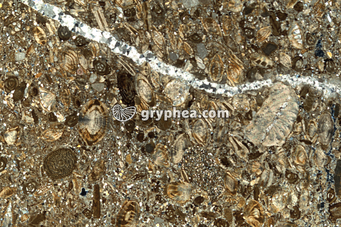 Nummulites dans calcaire LPA x1,2 - gryphea.com